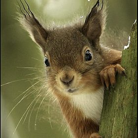  Red Squirrel